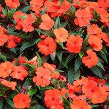 High Survival Peach Impatiens Seeds for a sweet addition to the home orchard