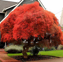 Red Maple Tree Seeds valued for beautiful Fall Foliage