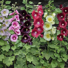 Orange Hollyhock Seeds (Alcea rosea) for sweet homegrown fruit in the Flower Bed