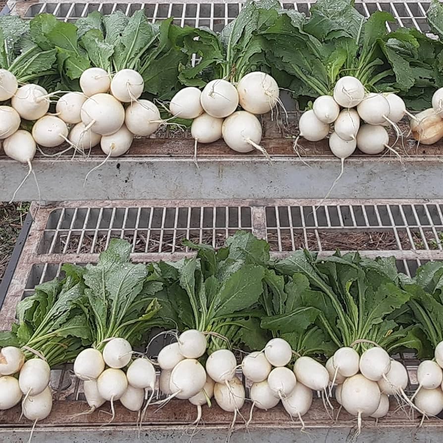 Hakurei Turnip Brassica rapa for planting in vegetable patch