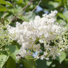 Japanese Lilac Seeds (Syringa reticulata) known for scent Flower Path