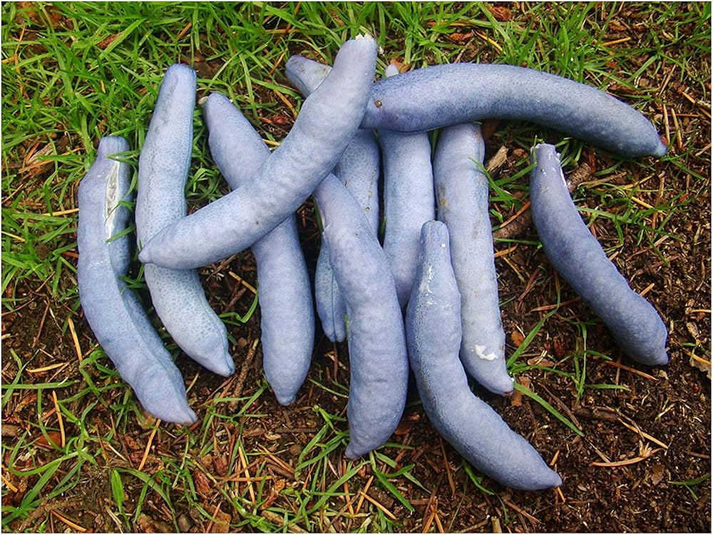 Blue Wurst Shrub – Decaisnea fargesii – for planting in fall color gardens