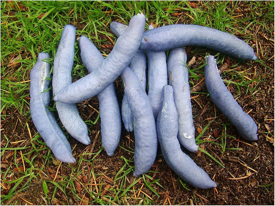 Blue Wurst Shrub – Decaisnea fargesii – for planting in fall color gardens