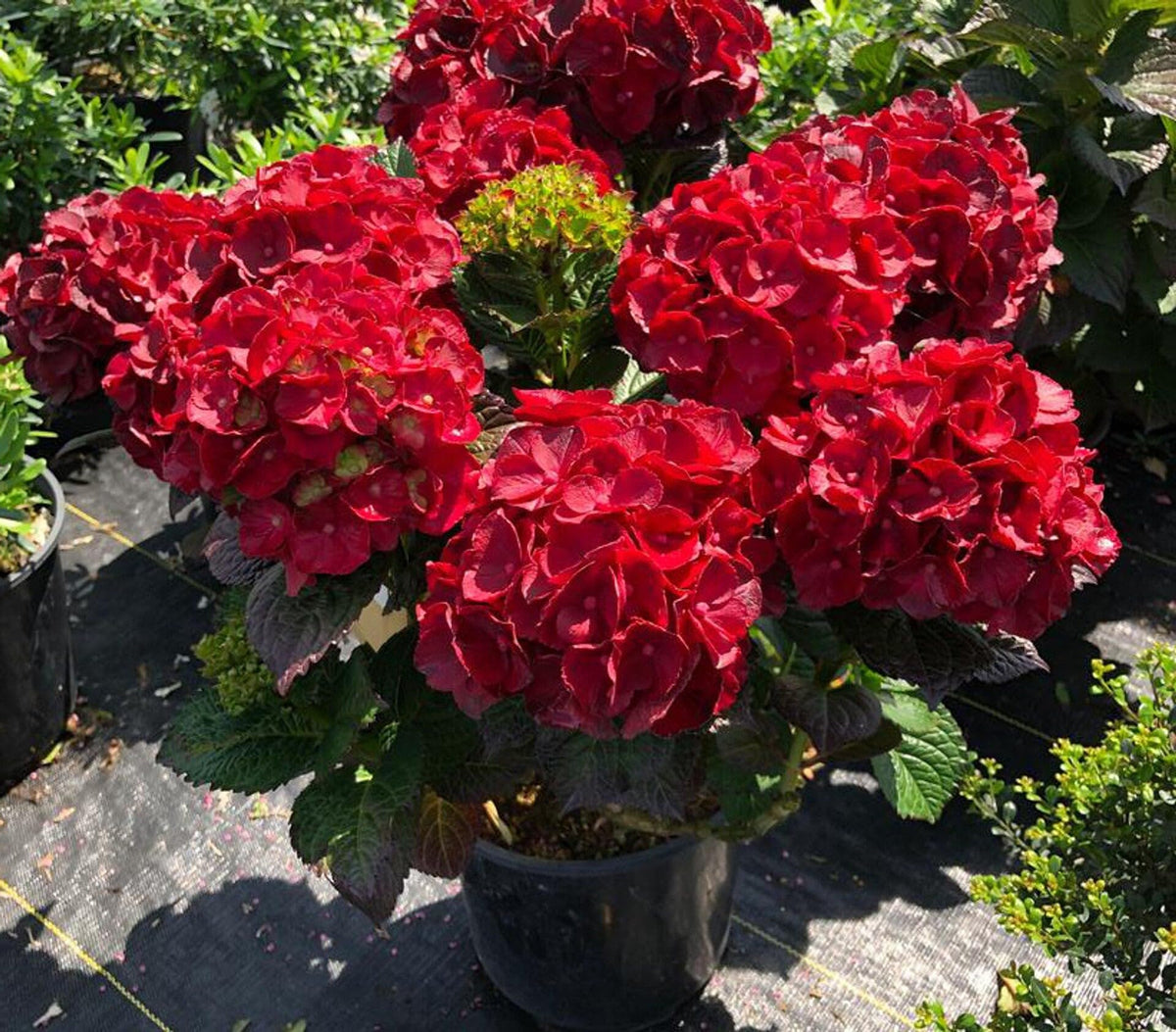 Red Hydrangea Hydrangea macrophylla flower seeds for planting in balcony pots and home gardens - for planting in home garden