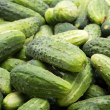 Bush Patio Container Cucumber Seeds (Cucumis sativus) for home growers seeking a reliable harvest