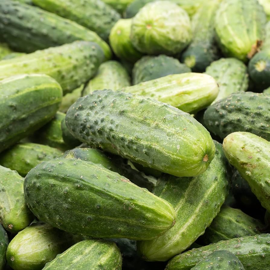 Bush Patio Container Cucumber Seeds (Cucumis sativus) for home growers seeking a reliable harvest