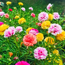 Portulaca Moss-Rose Seeds valued for easy Growing Outdoor Flowers