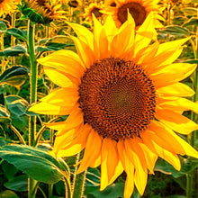 Plant Seeds (Wild sunflower) for a bright addition to the pollinator gardens or backyard borders