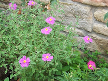 Tauric Rock Rose Seeds (Helianthemum tauricum) for a lasting display in the Rock Garden