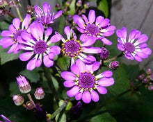 Snow Anaphalis Seeds for gardeners building out beds and borders