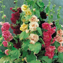 White Malve Seeds for a colorful addition to any planting