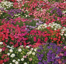 Verbena hybrida flower seeds for mixed color, long blooming, drought-tolerant gardens