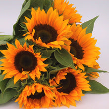 Sunflower Helianthus annuus Zohar flower seeds for planting in pollinator-friendly backyard garden beds - for planting in home garden