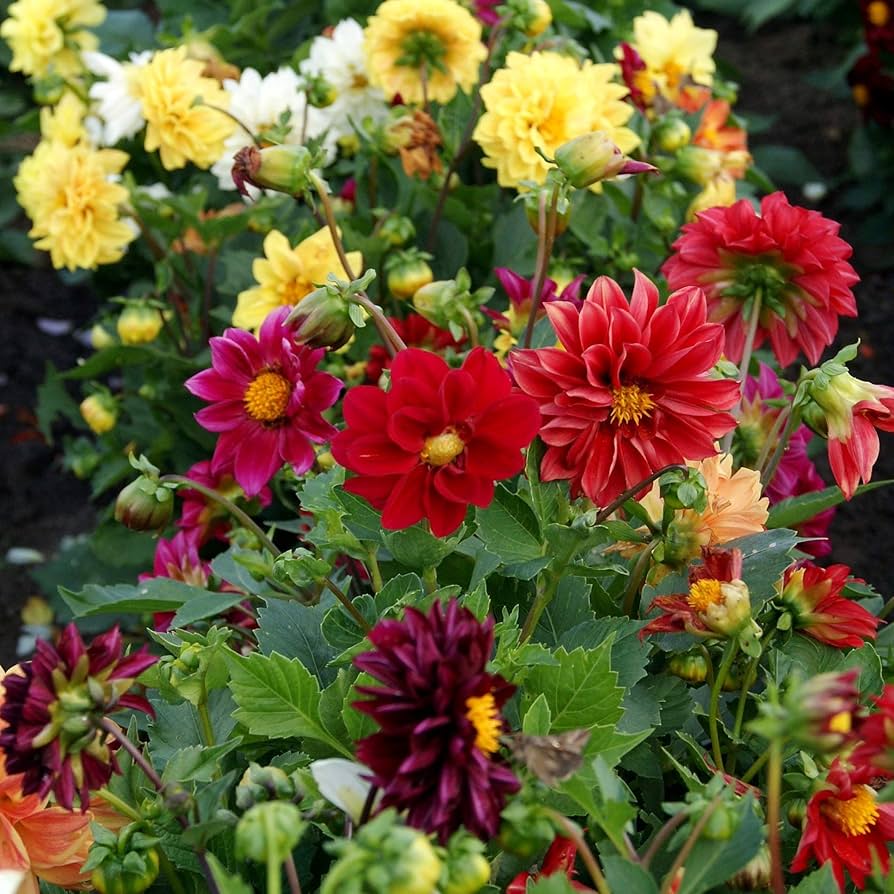 Opera Mix pygmy flower seeds â€“ compact blend of vibrant blooms