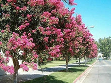 Crape Myrtle Seeds (Lagerstroemia indica) for a lasting addition to the vibrant backyard landscapes