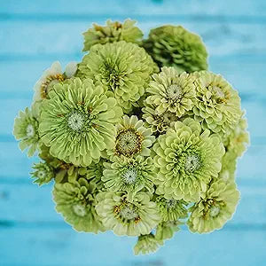 Envy Zinnia Zinnia elegans green heirloom flower seeds for planting in summer flower beds