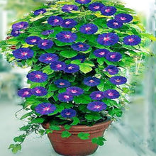 Ipomoea Cairica Morning Glory seeds â€“ large, vining flower with vibrant colors