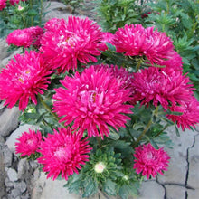 Aster Kurenai Red Yellow Seeds for seasonal color across the Garden