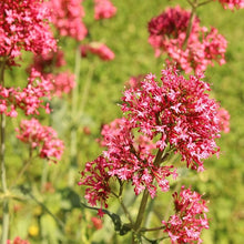 Jupiter’s Beard Seeds (Centranthus ruber) for a lasting display in the Flower Bed & Garden