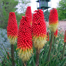Kniphofia Lily Seeds (Kniphofia uvaria) for colorful blooms in the Flower Bed