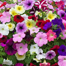 Petunia Super Cascade Mixed Seeds for seasonal color across the Hanging Flower Beds