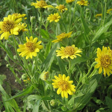 Arnica Herb Plant Seeds (Arnica montana) for a bright addition to the Herb Garden & Home Garden