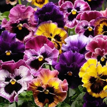 Pansy Matrix Ocean Breeze Mix Seeds for seasonal color across the Pots