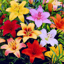 Lily Lilium Longiflorum flower Seeds for colorful blooms in the backyard gardening and decorative indoor pots