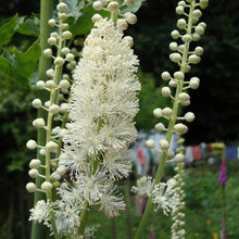 Black Cohosh Seeds (Actaea racemosa) for a lasting display in the Flower Bed & Home Garden
