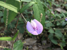 Nierembergia Lila Flower Plant Seeds for growers seeking a long-blooming display