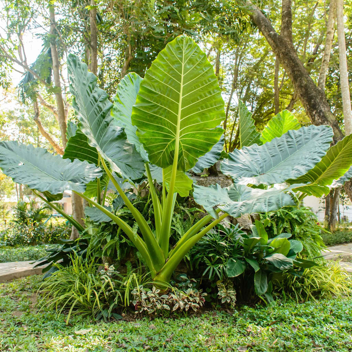 Blue Alocasia macrorrhiza plant seeds