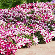 Petunia Double Petal Mix Seeds for growers seeking a long-blooming display