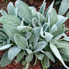 Lamb's Ear Perennial Seeds for reliable seasonal color