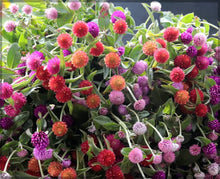 Gomphrena Globosa Mixed Seeds for growers seeking a long-blooming display