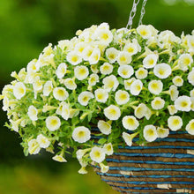 Petunia flower Seeds (Petunia hybrida) for a bright addition to the indoor pots or window boxes