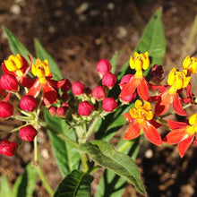 Bloodflower Milkweed Seeds (Asclepias curassavica) for growers filling out the Wildflower Gardens