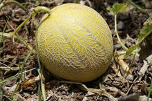 Banana Seeds (Melon bulk) for growers stocking a kitchen garden