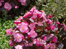 Lantern Begonia Begonia Seeds for a bright addition to the Home Flower Pots