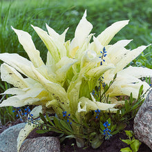 Light Green Hosta Seeds for long-term planting in the yard