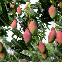 Dwarf Mango Seeds Bonsa Sweet Tree Rare Plants  Ornamental Garden Plant for Home Gardening