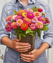 Zinnia Seeds (Zinnia spp.) for seasonal color across the Flower Bed