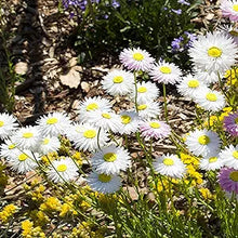 Strawflower Helichrysum Bracteatum White Seeds prized for cutting Dried Displays