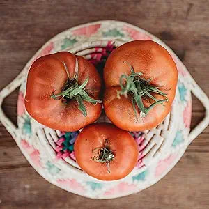 Brandywine (Tomato Solanum lycopersicum vegetable) for planting in garden