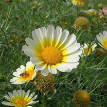 Garland Daisy Seeds (Chrysanthemum coronarium) for colorful blooms in the flower bed urban garden