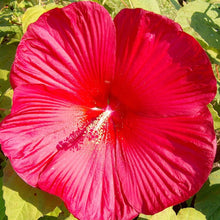 Dinner Plate Hibiscus Seeds (Hibiscus rosa-sinensis) for a lasting display in the Flower Garden