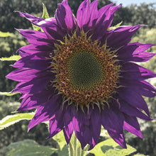 Rare Purple Sunflower Seeds for a bright addition to the Gorgeous Garden Blooms