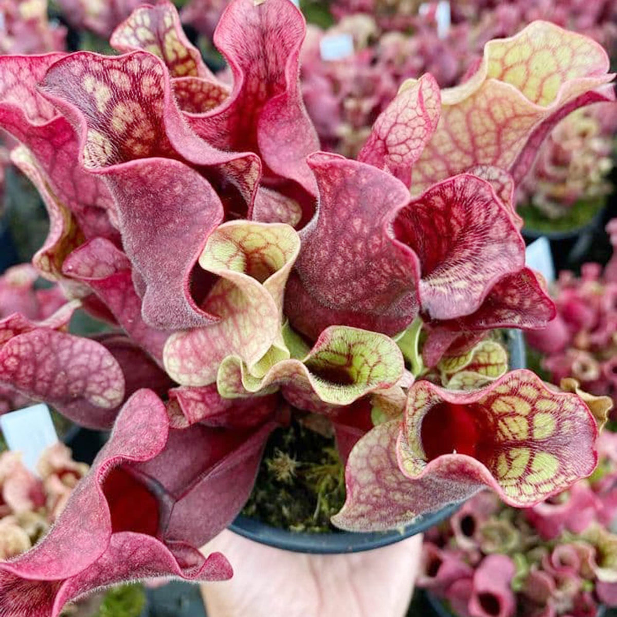 Purple Pitcher Plant Sarracenia purpurea carnivorous flower seeds for indoor pots and home garden - for planting in home garden
