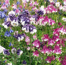 Aquilegia Nora Barlow Seeds (Aquilegia vulgaris) for colorful blooms in the shaded home gardens