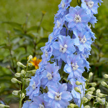 Sky Blue Larkspur Seeds (Delphinium ajacis) for growers filling out the Flower Bed & Urban Garden