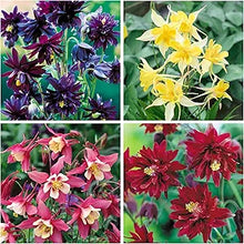 Aquilegia Columbine for planting in flower bed